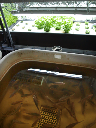 CERER aquaponics