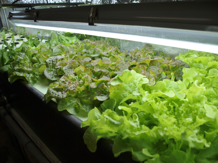 CERER aquaponics