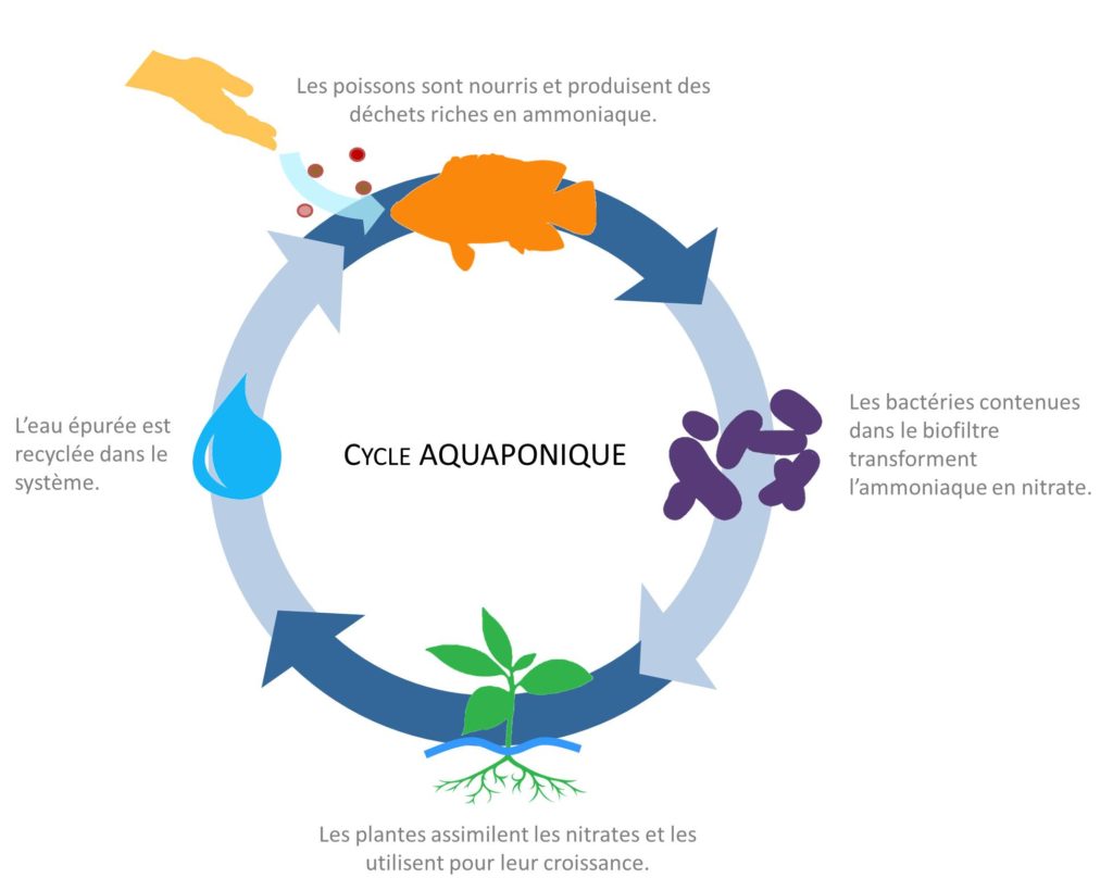 cycle aquaponie