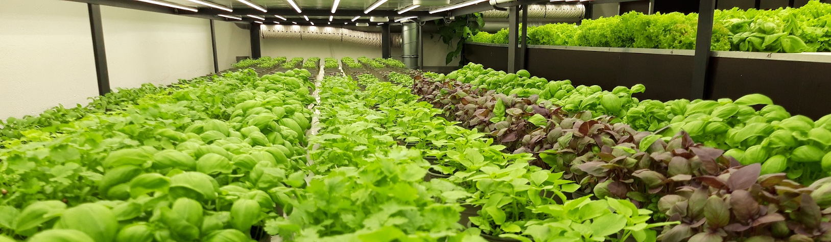 lettuce and aromatic plants